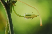 Flower-bud-of-Winter-melon