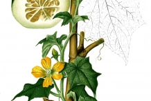 Illustration-of-Winter-melon