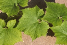 Leaves-of-Winter-melon