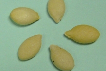 Seeds-of-Winter-melon