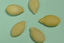 Seeds-of-Winter-melon