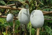 Winter-melon-fruit