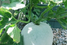 Winter-melon-plant