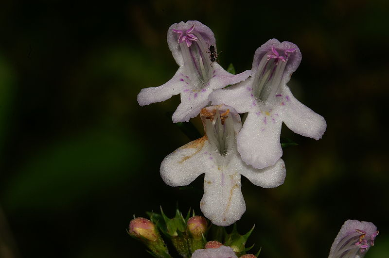 Closer-view-of-flower-of-Winter-savory