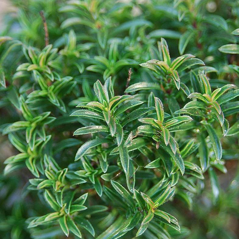 Leaves-of-Winter-savory