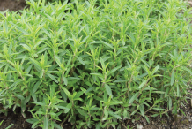 Winter-savory-plant