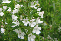 Flowers-of-Winter-savory