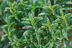 Leaves-of-Winter-savory