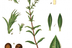 Plant-Illustration-of-Winter-savory