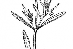 Sketch-of-Winter-savory