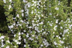Winter-savory-plant-growing-wild