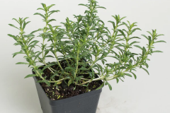 Winter-savory-plant-grown-on-pot