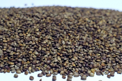 Winter-savory-seeds