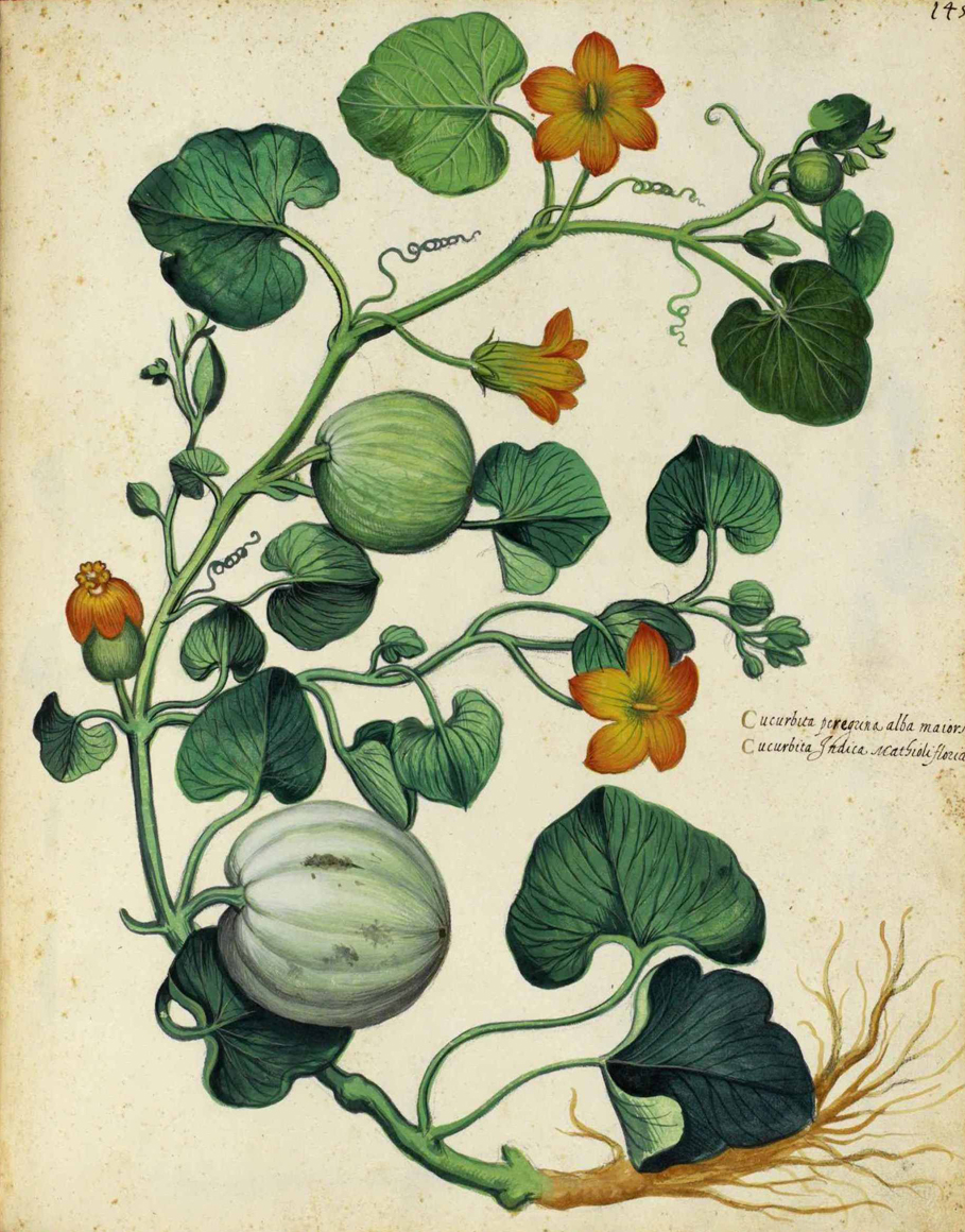 Plant-illustration-of-Winter-squash