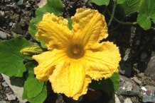 Close-up-flower-of-Winter-squash