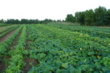 Farm-of-Winter-squash