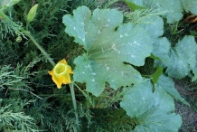 Leaves-of-Winter-squash