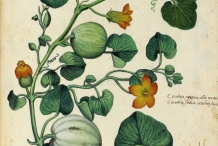 Plant-illustration-of-Winter-squash