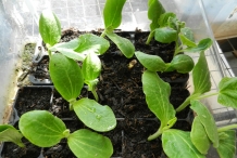 Seedlings-of-Winter-squash