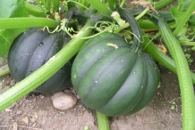 Winter-squash