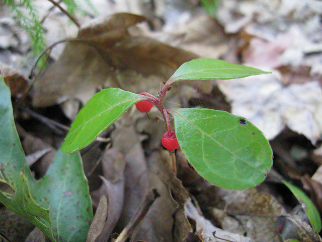 Wintergreen-leaves