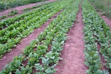 Wintergreen-farm