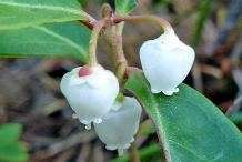 Wintergreen-flowers