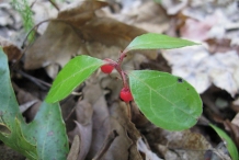 Wintergreen-leaves