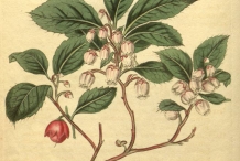 Wintergreen-plant-illustration
