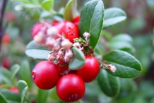 Wintergreen