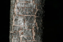 Bark-of-Witch-Hazel-plant