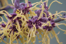 Closer-view-of-Flowers