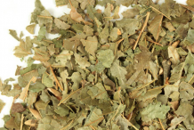 Dried-Leaves-of-Witch-Hazel-Plant