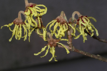 Flower-of-Witch-Hazel-plant