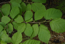 Leaves-of-Witch-Hazel
