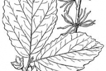 Sketch-of-Witch-Hazel-plant