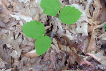 Small-Witch-Hazel-plant
