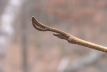 Winter-buds-of-Witch-Hazel