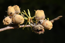 Witch-Hazel-Fruit