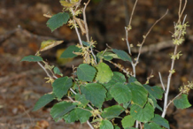 Witch-Hazel-Plant