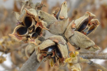 Witch-Hazel-Seeds