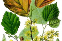 llustration-of-Witch-Hazel-plant