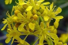 Closer-view-of-flowers-of-Woad-Plant