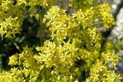 Flowers-of-Woad-plant