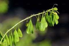 Immature-fruits-of-Woad-Plant