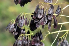 Mature-fruits-of-Woad-plant