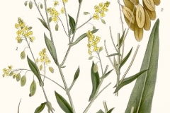 Plant-illustration-of-Woad-Plant
