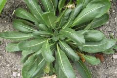 Rosette-leaves-of-Woad-plant