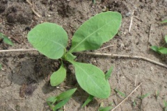 Sapling-of-Woad-Plant