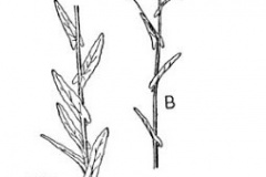 Sketch-of-Woad-Plant